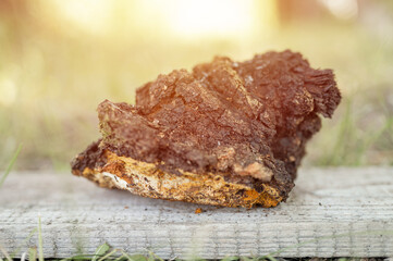 gathered or foraged chaga mushroom wild birch tree parasitic fungus or fungi it is used in alternative medicine for brewing healing tea for treatment covid-19. uncleaned chaga on wooden table. flare