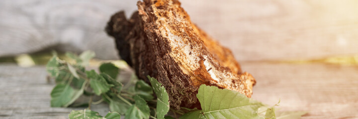 gathered or foraged chaga mushroom wild birch tree parasitic fungus or fungi it is used in alternative medicine for brewing healing tea for treatment covid-19. uncleaned chaga on table. banner. flare