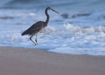 Egret at sea. Heron bird. Egret on the beach.