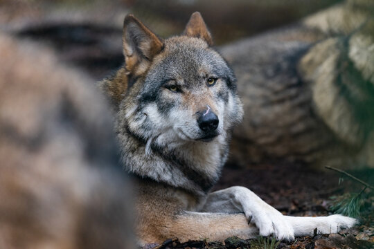 Portrait of a gray wolf in the forest