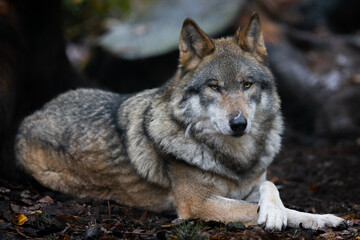 Obraz premium Portrait of a gray wolf in the forest