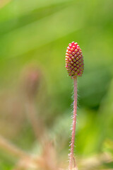 Close-Up of Mimosa pudica growing buds,sensitive plant, sleepy plant