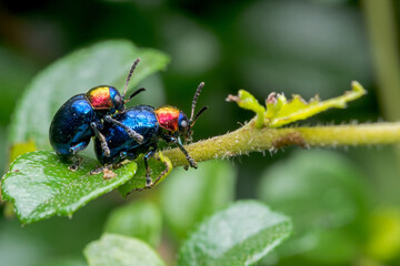 Close-up of a small blue insect on a green leaf.