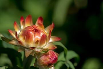 Close-up pictures of straw flowers in the garden