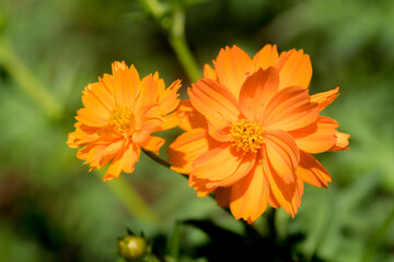 close-up of of orange cosmos flower