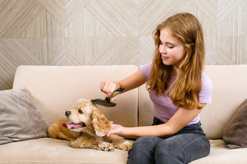 Girl grooming her dog by combing spaniel's ears