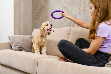 Girl playing with american spaniel in living room