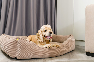 The dog lies in his bed in the living room - obrazy, fototapety, plakaty