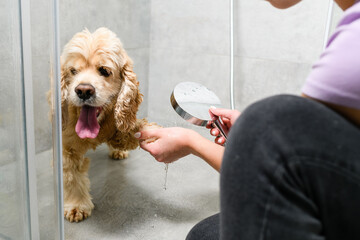 Girl washing small dog in a shower room