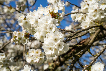 Yoshino cherry