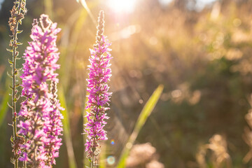 Blooming flowers. Sunlight shines on plants. Violet spring and summer flowers. Gentle warm soft colours, blurred background, selective focus.