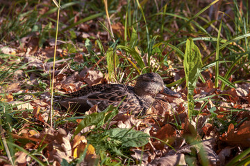 Naklejka na ściany i meble a brown duck is sitting in the grass. a lonely duck in the grass. the duck hid in the thicket . isolated duck.