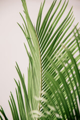 Green palm leaf. isolated palm leaf on a white background. palm leaf