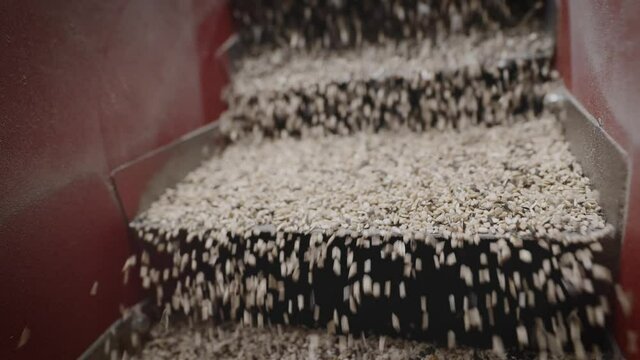 At a plant for the production of sunflower oil. The peeled sunflower kernels are poured into the tank.