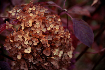 dried hydrangea flowers. a branch of hydrangea is brown with dry flowers. desktop background in warm brown tones.