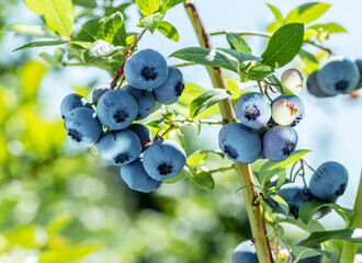 Ripe blueberries (bilberry) on a blueberry bush on a nature background.
