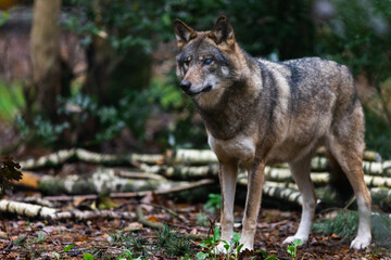 Obraz premium Portrait of a gray wolf in the forest