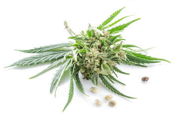 Raceme top of cannabis plant isolated on white background. Close up.