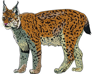 Eurasian lynx pictures, rare animal, exotic, art.illustration, vector