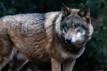 Portrait of a gray wolf in the forest