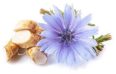 Chicory flowers and roots close up on the white background. - obrazy, fototapety, plakaty