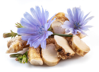 Chicory flowers and roots close up on the white background. - obrazy, fototapety, plakaty