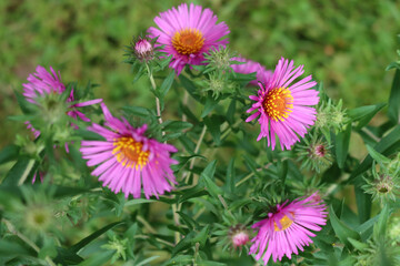 Obraz premium PInk Aster flowers in the garden. Aster Frikarti flowers on autumn
