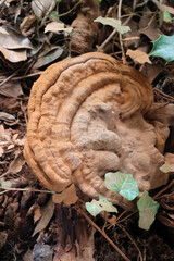 Big brown wood decay fungus on a tree trunk in the garden
