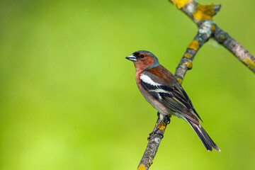 Common chaffinch-Songbird of the finch family