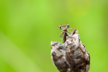 Dragonflies of Central Russia. Morning awakening	