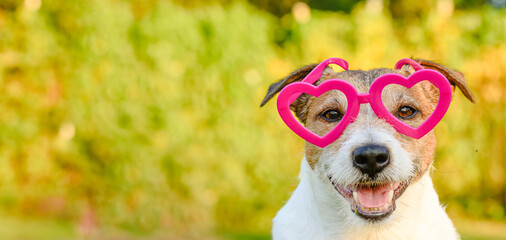 Portrait of cute and romantic pet dog wearing heart shaped glasses as Valentine day concept. Panoramic crop with background for copy space.