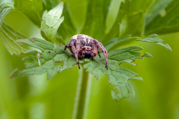 Araneus is a genus of common orb-weaving spiders