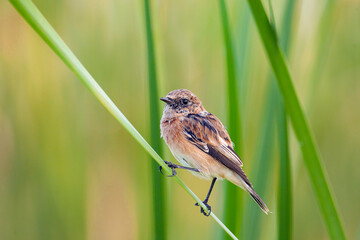 The whinchat (Saxicola rubetra) is a small migratory passerine bird 