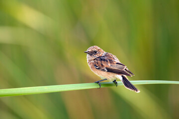 The whinchat (Saxicola rubetra) is a small migratory passerine bird 