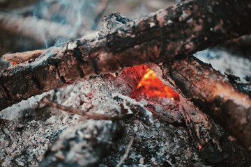 Forest fire for cooking and warmth.