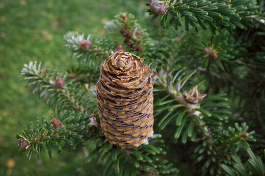 Balsam Fir – Natural Edge.  Resinous cones are upright, 2 to 3 1/2 inches long, oblong to cylindrical.