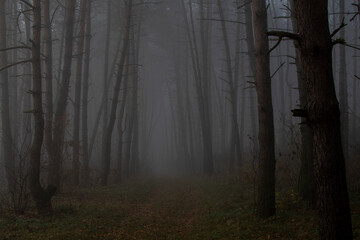 Obraz premium fog in the woods