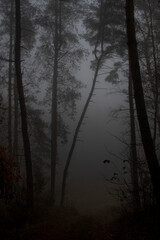 fog in the forest