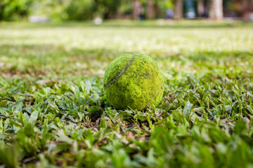 Dirty Tennis ball on the ground