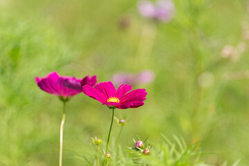 秋の花コスモス