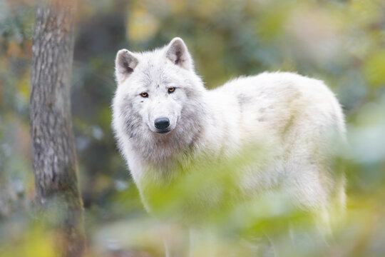 Portrait of an artic wolf in the forest