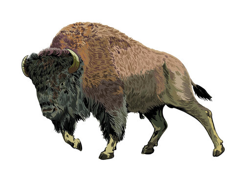Bison pictures,rare animal, big bufallo, art.illustration, vector