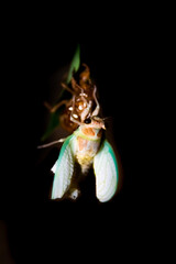 羽化直後のアブラゼミ