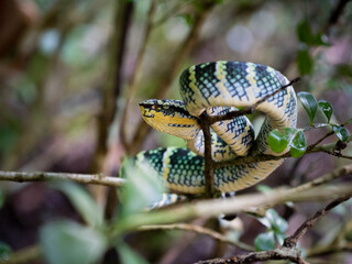Wagler's pit viper photographed in Dairy Farm Nature Park, Singapore
