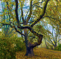 Naklejka na ściany i meble Colorful autumn trees with yellowed foliage in the autumn park.