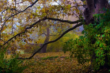 Store enrouleur  Colorful autumn trees with yellowed foliage in the autumn park.  © nikitos77