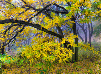 Colorful autumn trees with yellowed foliage in the autumn park.