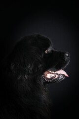 portrait of newfoundland dog isolated on black background