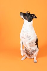 Dog that does tricks, Jack Russell in mouvement in color background