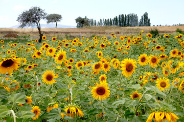 Obraz premium Field of sunflowers. Nature landscape.